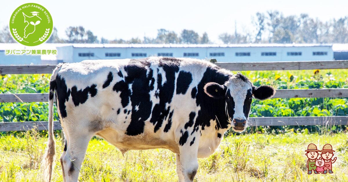 安すぎる黒毛和牛のヒミツ〜経産熟女牛♡の見分け方外食探検記♡