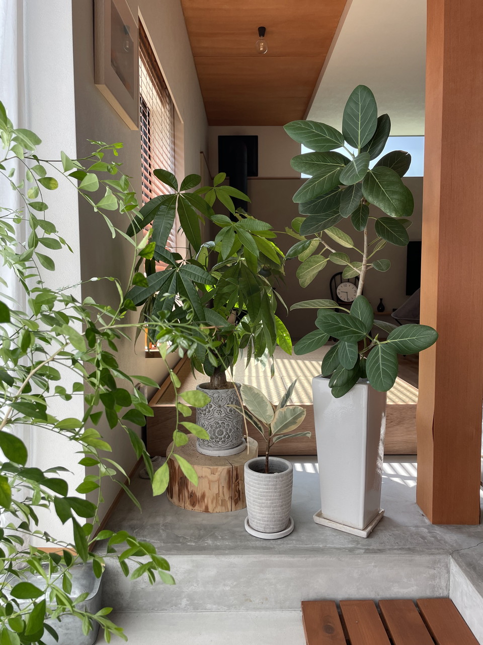 観葉植物の植え替え方法HitoHana ひとはな