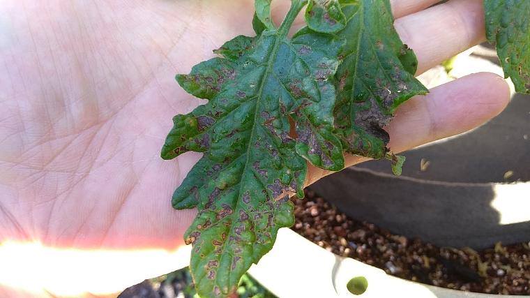 葉が枯れて茎が黒くなっていますみんなとカゴメでつくるコミュニティ ＆KAGOME アンドカゴメ