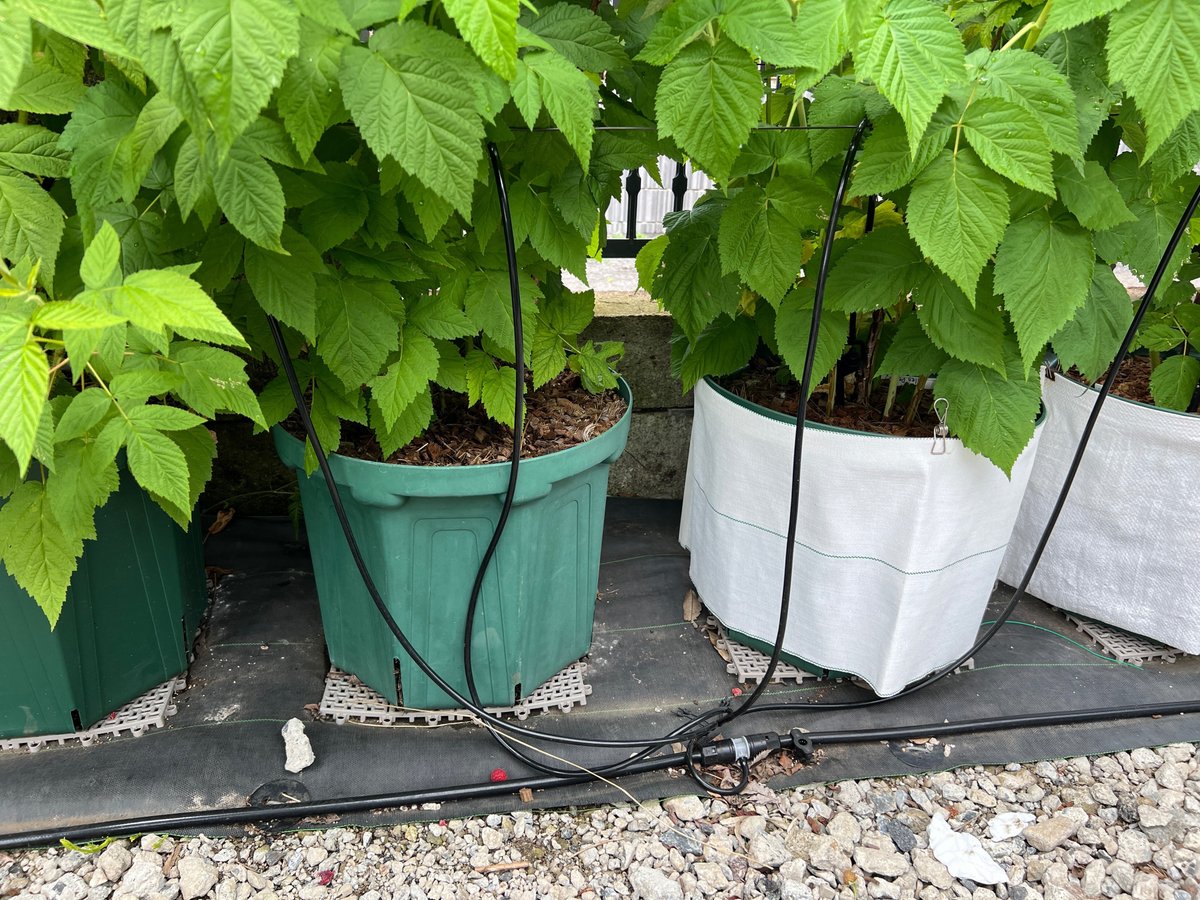 ウルトララズベリー！豊産性＆直立性で絶対的おすすめ品種！育て方は簡単で味も美味しい。あつおの植物記録