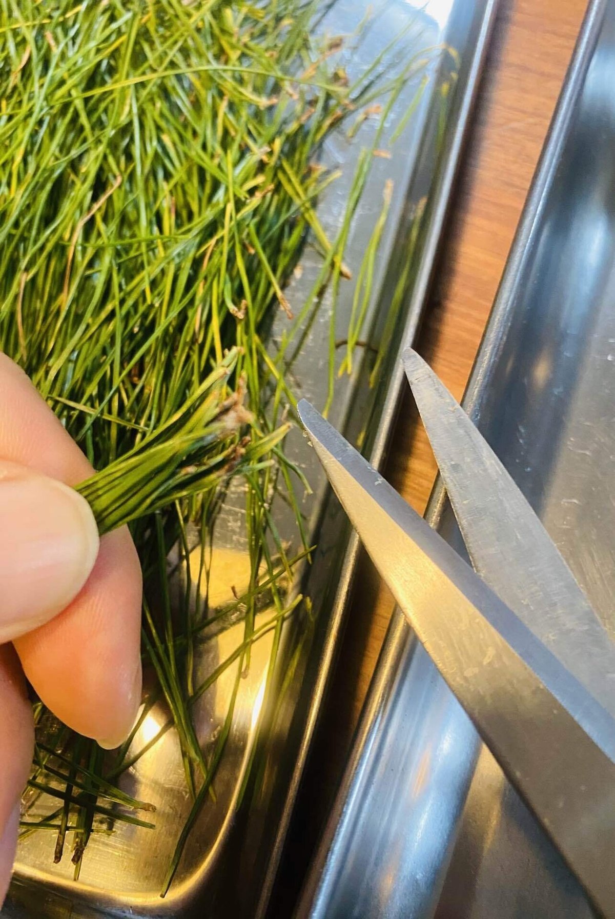 簡単 手作り 松葉茶をつくって飲む 洗って、干すだけshinmr