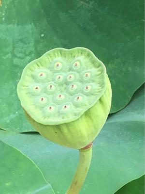 蓮コラの写真素材 - PIXTA