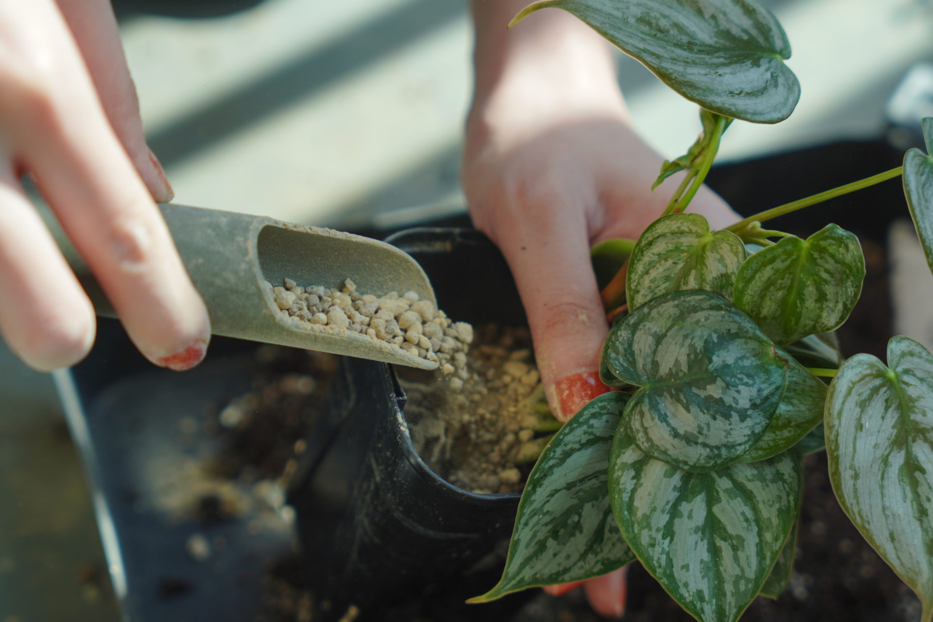 観葉植物の植え替え 底面給水鉢「アクアテラポット」って植え替えは必要？LOVEGREEN ラブグリーン