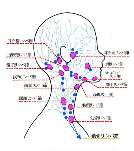 胸鎖乳突筋のトリガーポイントトリガーポイント・ネットトリガーポイント注射で痛みを解消ビタカイン製薬