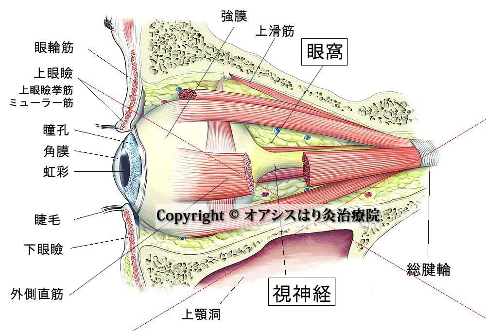眼球の解剖図 文字なし のイラスト🎨 フリー素材 看護roo! カンゴルー