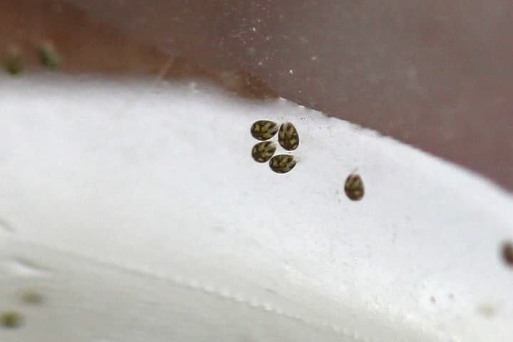 水槽に繁殖したサカマキガイの駆除は、ラクラク3ステップで