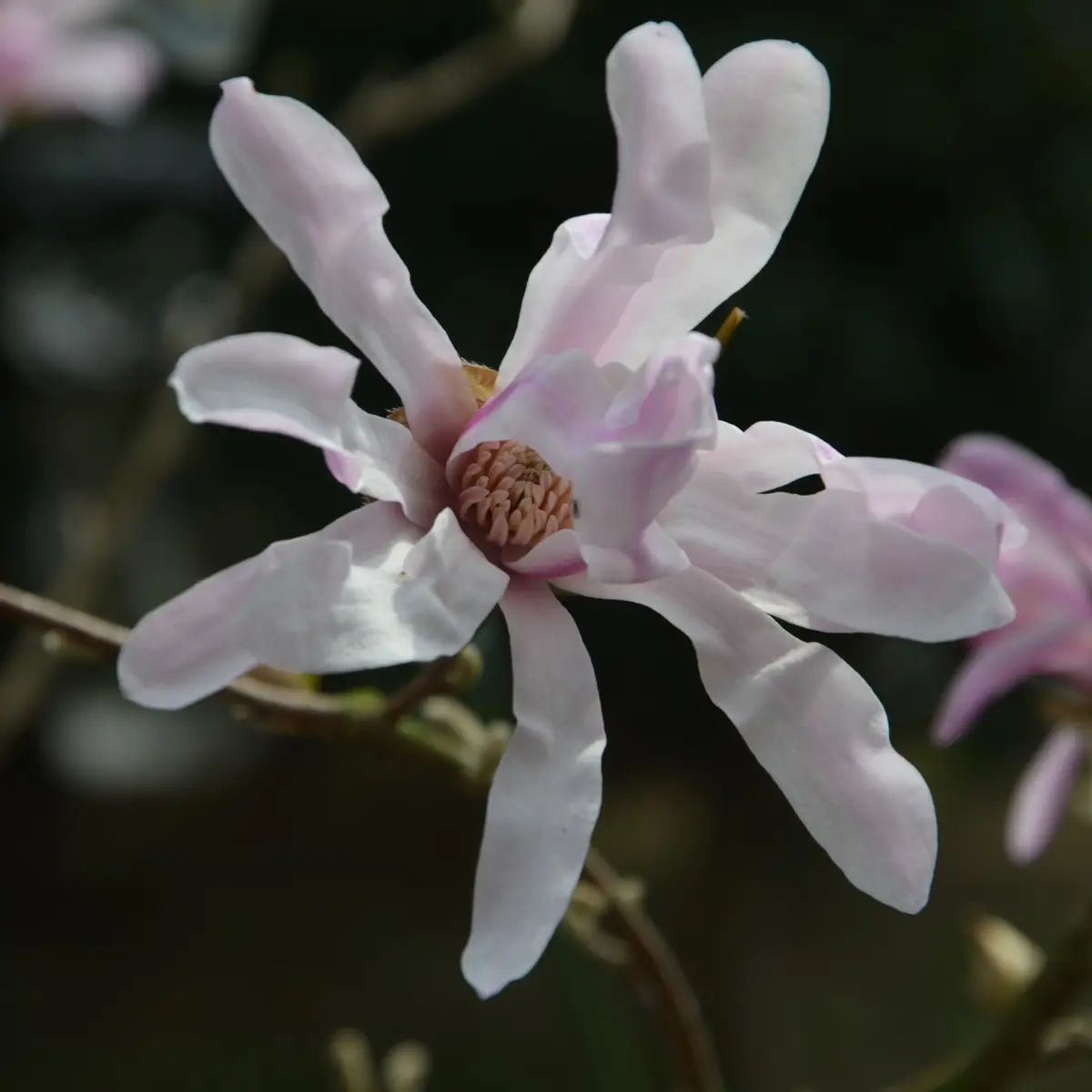 シデコブシのまとめ！ 育て方 剪定や挿し木 と花言葉等11個のポイント！植物の育て方や豆知識をお伝えするサイト