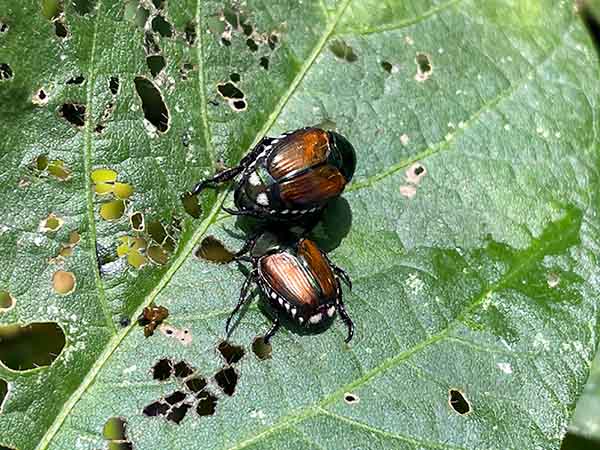 daim 枝豆栽培用 めざせ無農薬！足長防虫チャレンジセット 間口40〜50cm×肩幅40cm×奥行き180cm×高さ60cm 家庭菜園 畑 栽培害虫 防虫 虫よけ 虫除け ネット 虫よけネット 防虫ネット ハウスDAIM FACTORY ダイムファクトリ