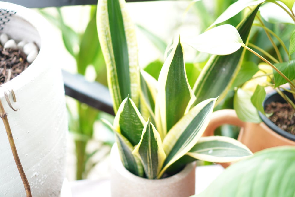 観葉植物で開運！ 風水師が解説する 部屋別・運気別 開運する植物と育て方2ページ目2ページ中@Living アットリビング
