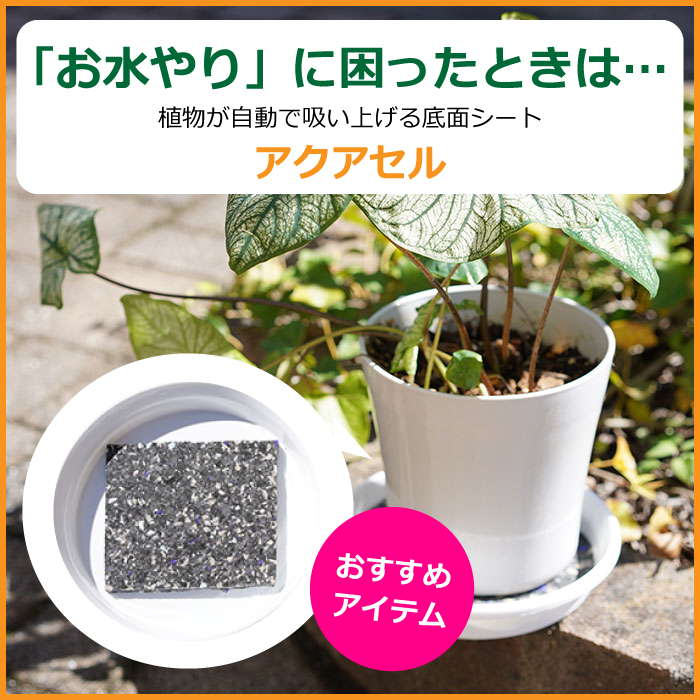 ダイギンリュウの育て方・増やし方海外生活・海外旅行大好き！ 自由にスローライフ