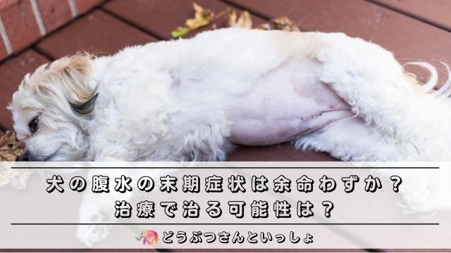 犬の腹水大橋動物病院 幸手市 のブログ