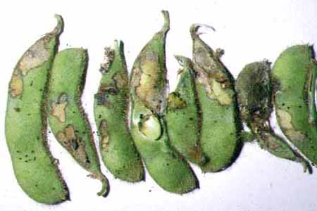 枝豆が病気で葉が黄色に 対策は？枝豆は食べられるの!?家庭菜園ブログ。〜ずぼら主婦ミントプレゼンツ