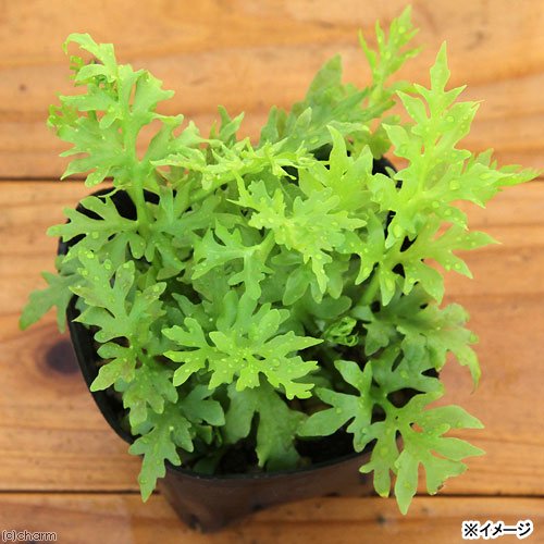 河川に発生したミズワタ状物質の同定結果