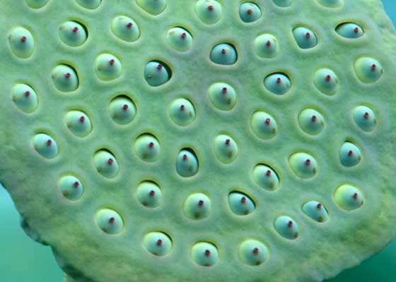 Apple Watch」や「蓮コラ」を気持ち悪いと感じる理由 – Touch Lab – タッチ ラボ