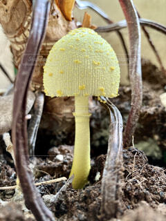 園芸用土のきのこ発生原因と対策完全ガイド