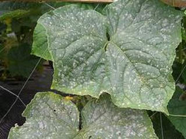 家を建てて植えたばかりのハナミズキがうどんこ病で 新芽は出て 園芸相談Q＆Aみんなの趣味の園芸