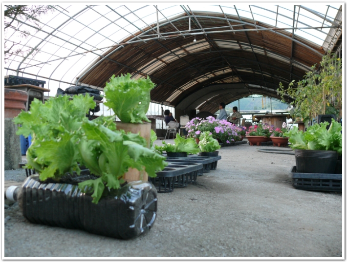 ペットボトルプランターでトマトの栽培をしてみよう!植物の暮らしサポートマガジンPLANTE プランテ