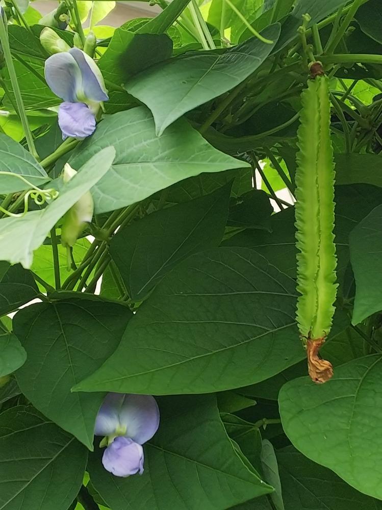 琉球四角豆 りゆうきゅうしかくまめ うりずん3号ポット苗 2株セット の通販園芸ネット