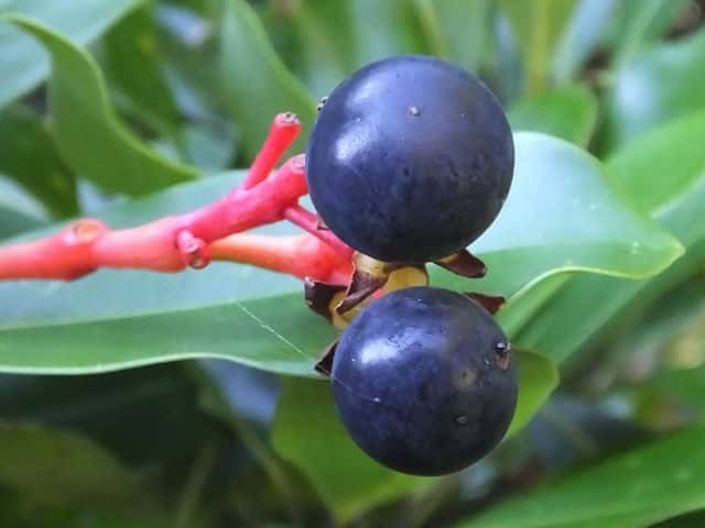 タラノキの”実”を食べてみた。パイにしてみた東京でとって食べる生活