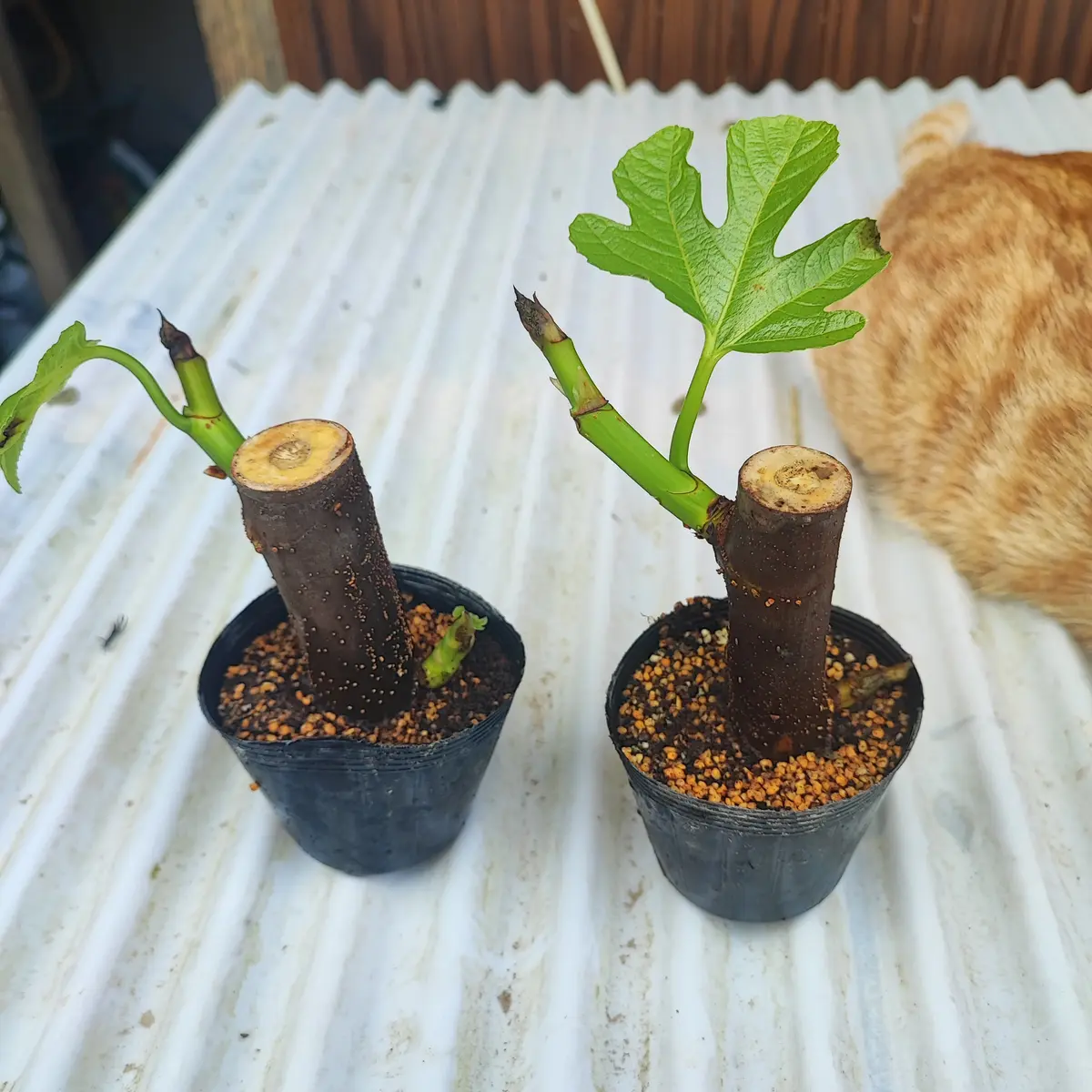 挿し木から始める イチジクの鉢植え育て術！写真で解説