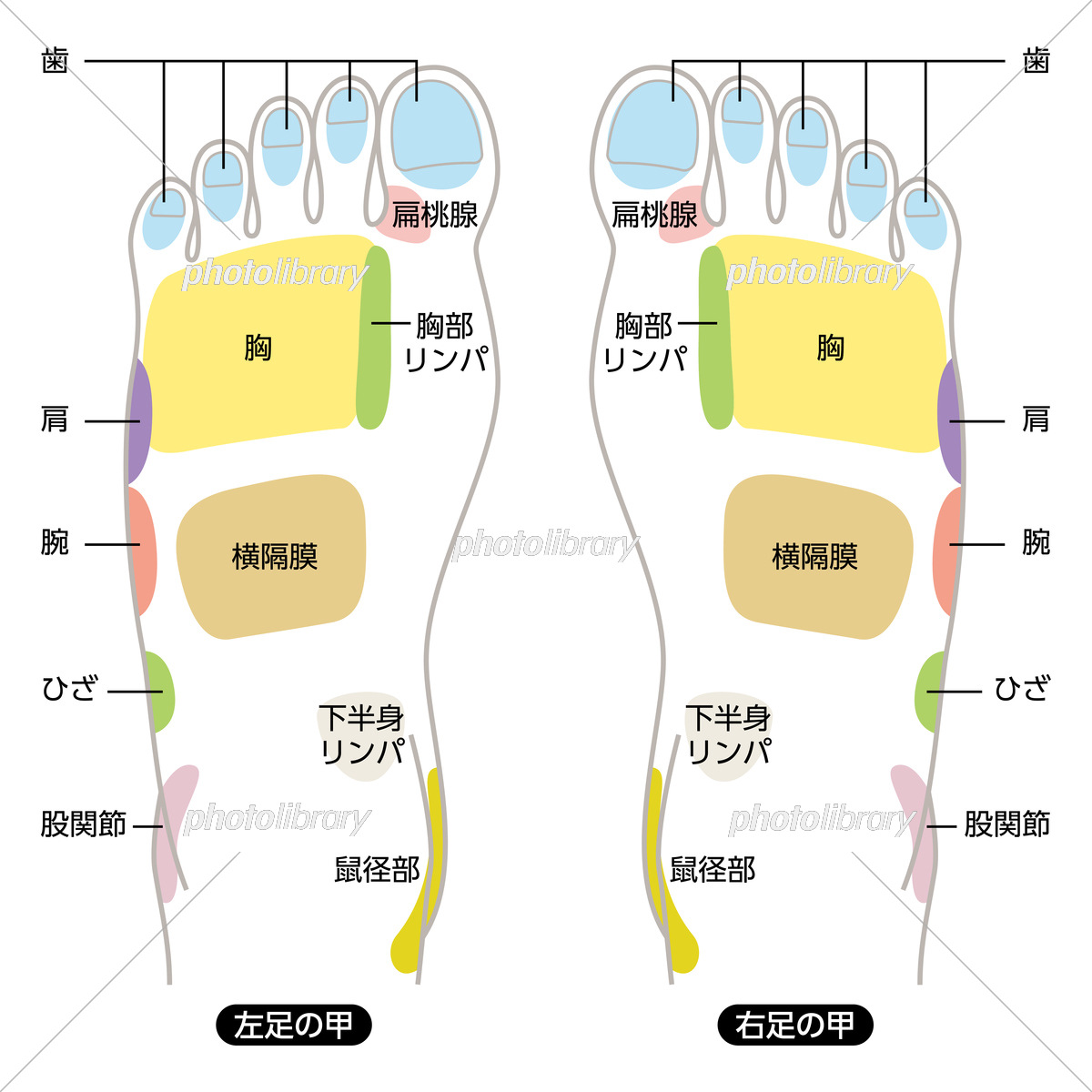 ツボ「三陰交」 - 妙蓮寺ゆう鍼灸院 東洋医学ブログ