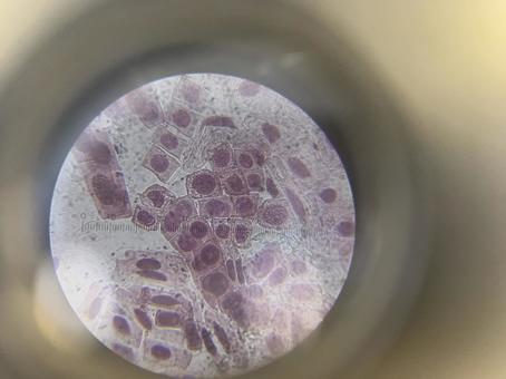 体細胞分裂の写真素材写真素材なら「写真AC」無料 フリー ダウンロードOK