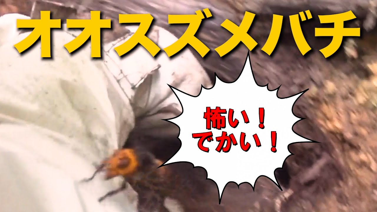 スズメバチはなぜ雀蜂や胡蜂なのか？名前の由来は？滋賀県のハチ駆除業者「ジェイ・ワークス」のブログ