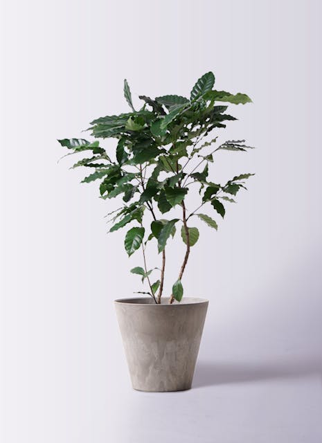 楽天市場雑誌で紹介・10000個超販売実績コーヒーの木 観葉植物 本物 ミニ 東京寿園 土を使わない ミニ観葉植物 小さい 室内 育てやすいハイドロカルチャー おしゃれ 本物 卓上 デスク 玄関 トイレ インテリア ギフト お祝い 開業祝い 母の日 風水に良い 縁起の