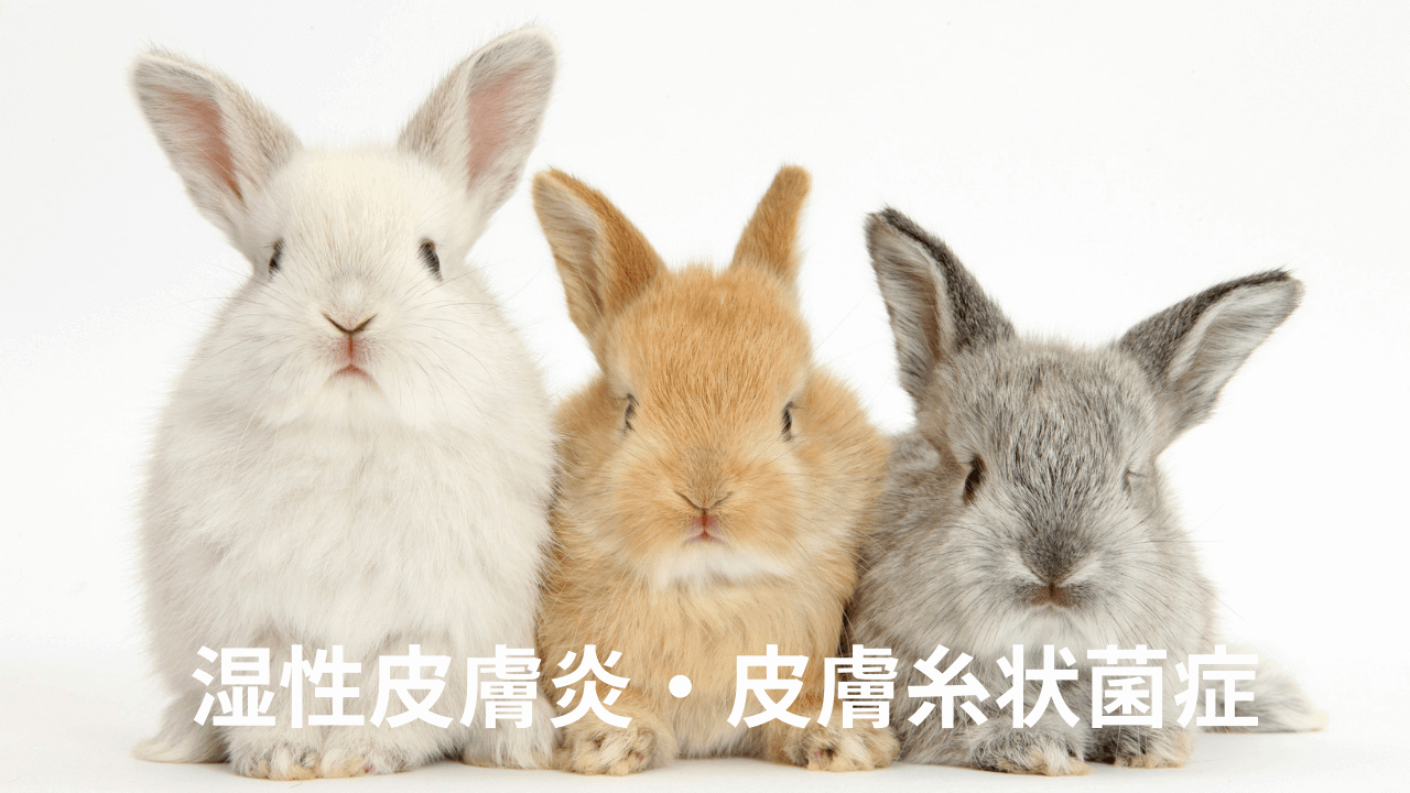 うさぎの皮膚糸状菌症 真菌症 とは？原因と予防法を解説zootone - うさぎWEBMAGAZINE