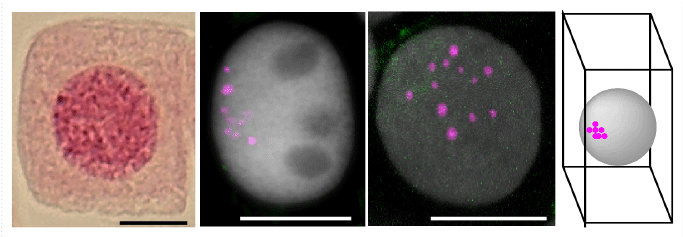 ヒト細胞分裂。3D イラストの写真素材・画像素材 Image 131695514