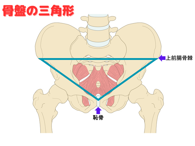 尾骨が出てる人はこう座っている！ 知れば防げるその痛み- 小顔矯正・整体を東京でお探しならRevision