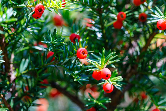 イチイの花言葉花や実の特徴、盆栽でもおすすめ？🍀GreenSnap グリーンスナップ