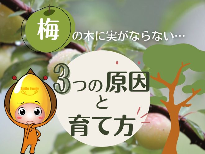 不老長寿の実ハスカップの魅力と育て方家庭菜園趣味時間