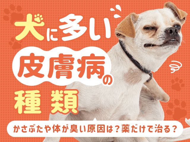 犬のアトピー性皮膚炎横浜市戸塚区の動物病院ぬのかわ犬猫病院