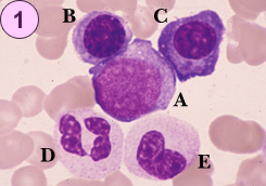 PowerPoint プレゼンテーション