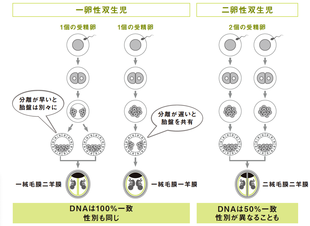 メジカルビュー社産婦人科・周産期医学多胎妊娠