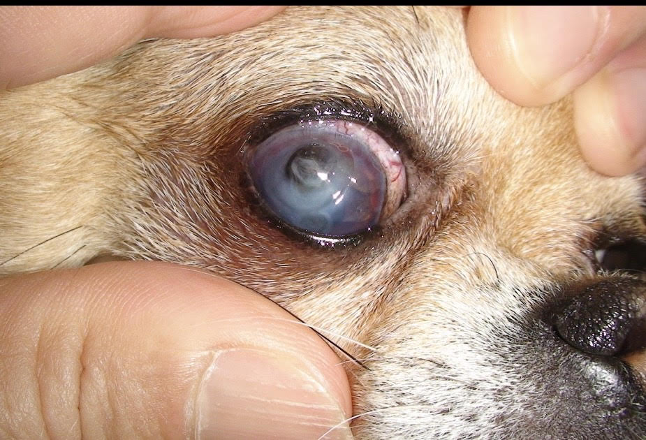 まぶたが反転する！？犬の「眼瞼内反症」についてわんちゃんとネコちゃんのための健康ブログ