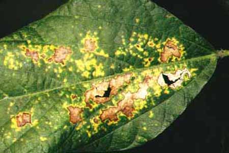 野菜作り失敗の傾向と対策 - マメ科