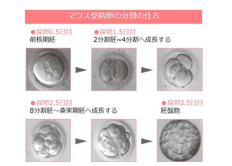 2段階胚移植について その5.英 はなぶさ ウィメンズクリニックのハナブロ