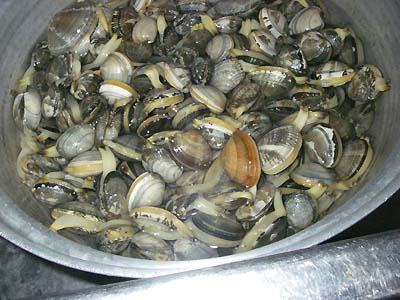 あさりの砂抜きのやり方 塩加減・時間・保存など ：白ごはん.com