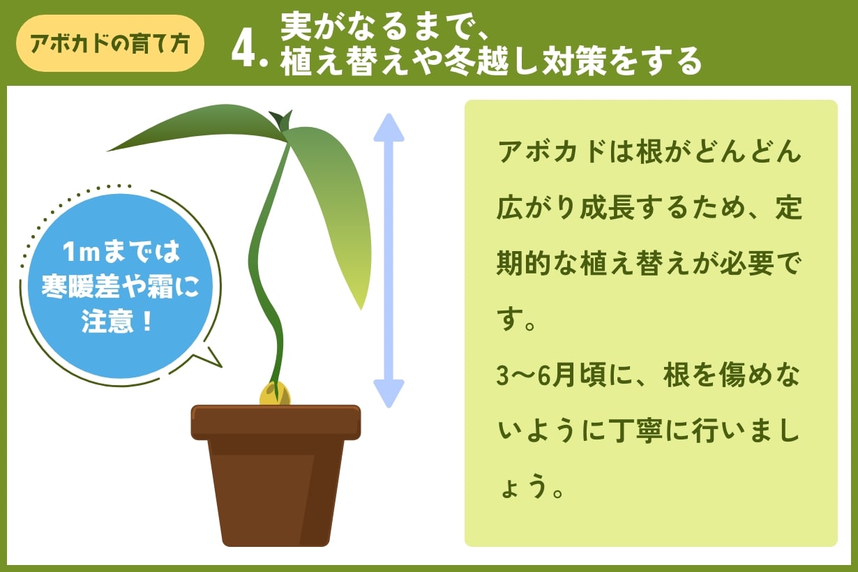 日本でアボカド栽培？！ 品種・栽培地など「国内栽培」取り組みと栽培方法を紹介施設園芸.com