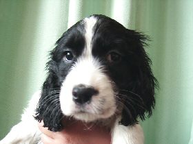 プロドッグトレーナー監修 イングリッシュ・コッカー・スパニエルはどんな犬？初心者でも飼って大丈夫？hotto ホット