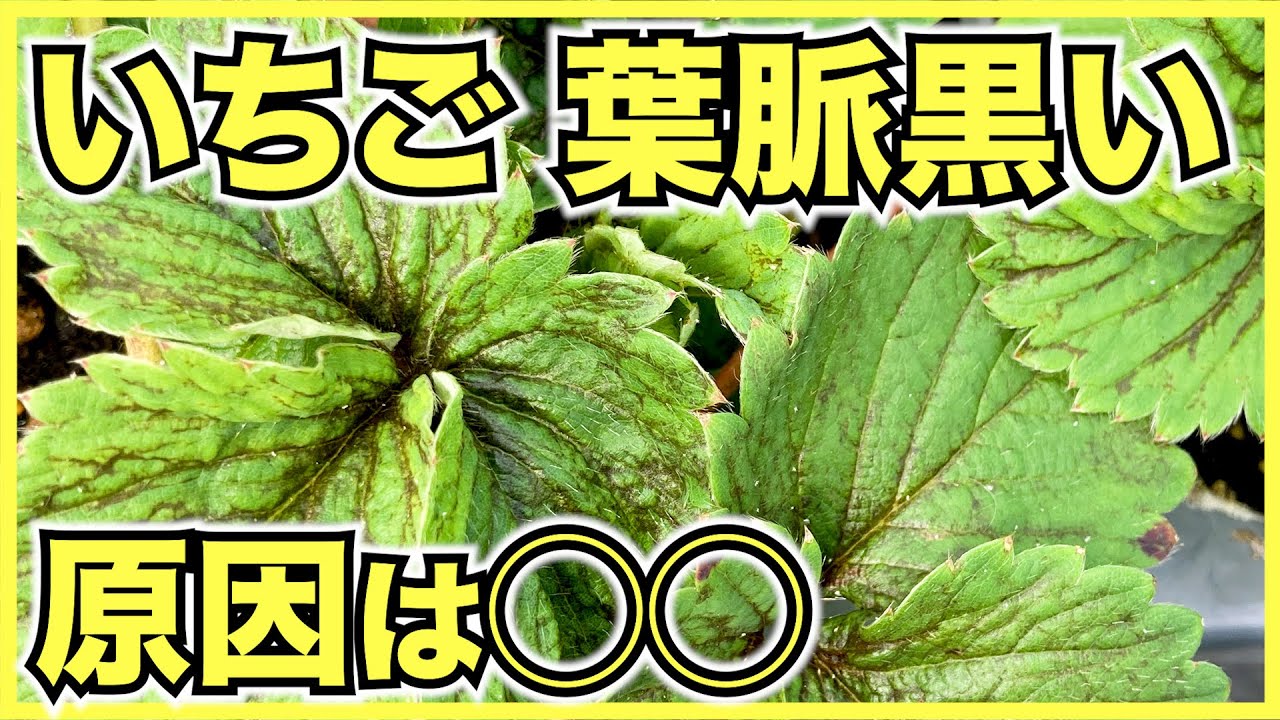 いちご病気のように見えるけど大丈夫擦れミライ菜園