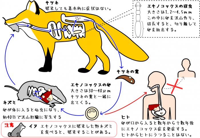 北朝鮮が対北朝鮮ビラに反発して韓国側に散布した汚物風船に入った堆肥などの物質から寄生虫が検出されたことが分かった。統一部は24日、対南汚物風船約70個を回収して分析した結果、このように明らかにした。統- MK