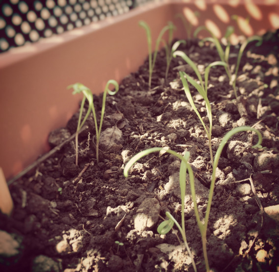 ほうれん草が発芽しないのはなぜ？上手に発芽させる管理方法は