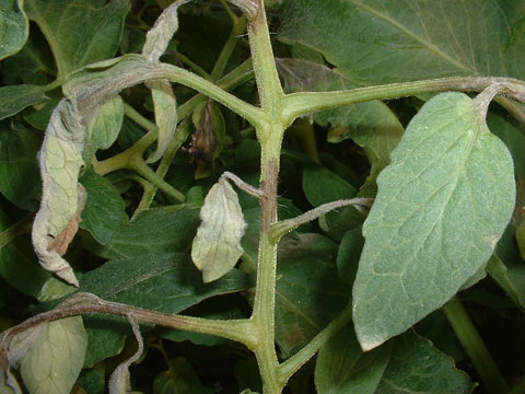 ミニトマトの葉っぱの黄変や白い粉は病気？発生の原因と対策KINCHO園芸