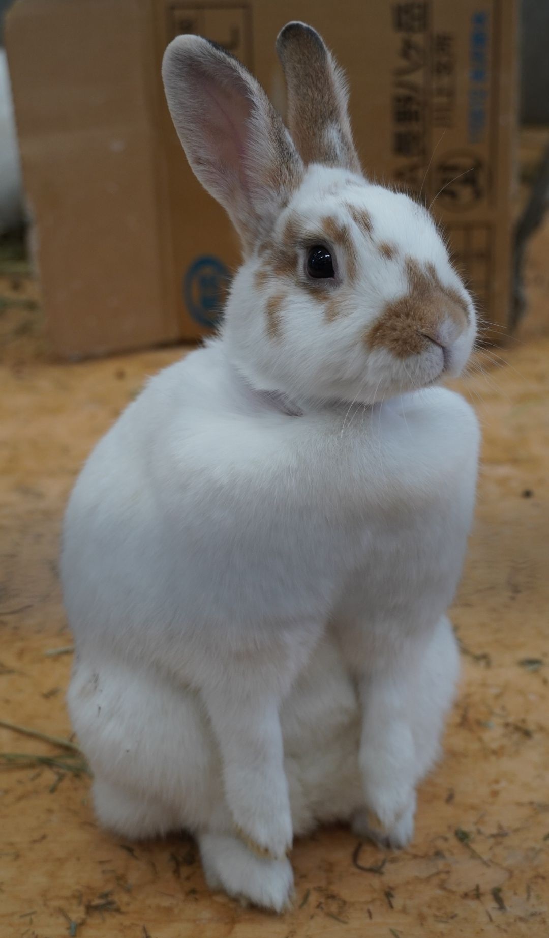 Takara Tomy - たんこ様 専用ｾｰﾗｰﾑｰﾝ月野うさぎの通販 by しゅう's shopタカラトミーならラクマ