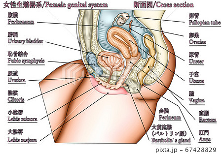 内臓モデル 人体解剖学解剖モデルスケルトンモデル、子宮、卵巣、膣を示す、解剖学的断面研究ツール 人体解剖モデル Amazon.co.jp: 内臓モデル人体解剖学解剖モデルスケルトンモデル、子宮、卵巣、膣を示す、解剖学的断面研究ツール 人体解剖モデル : 産業・ 研究開発用品