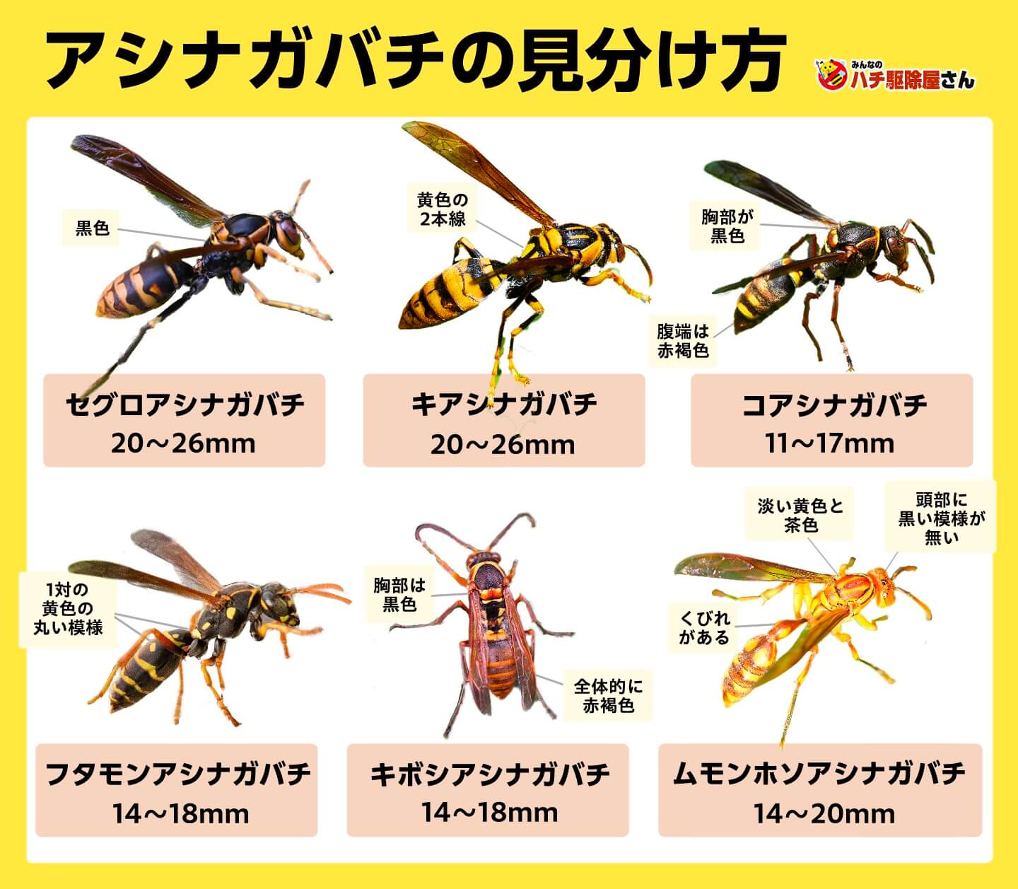 アシナガバチに刺された＆巣を駆除したレビューです 笑- バラを楽しむオトメンパパの栽培日記