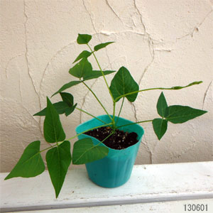 マメ 豆 の栽培方法・育て方を種類別に解説！タキイネット通販